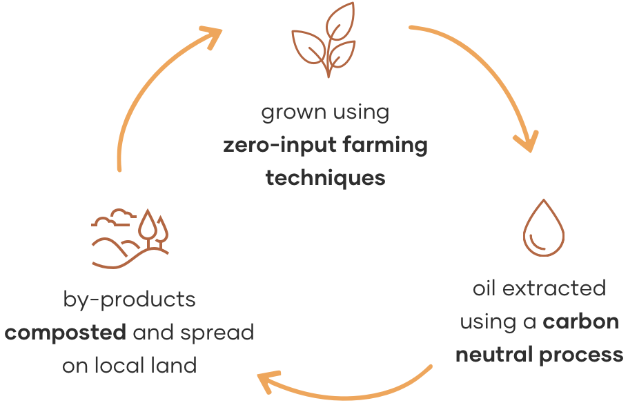 Pomifera Life Cycle